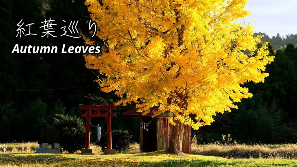 【紅葉写真撮影巡り】The arrival of autumn leaves.Landscape photography.Travel Japan. 2020.11
