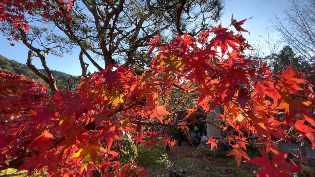 〚4K〛iPhone12ProMax　Autumn leaves at Eikando, Kyoto, Japan Nov-2020　京都 禅林寺（永観堂）の紅葉を撮影
