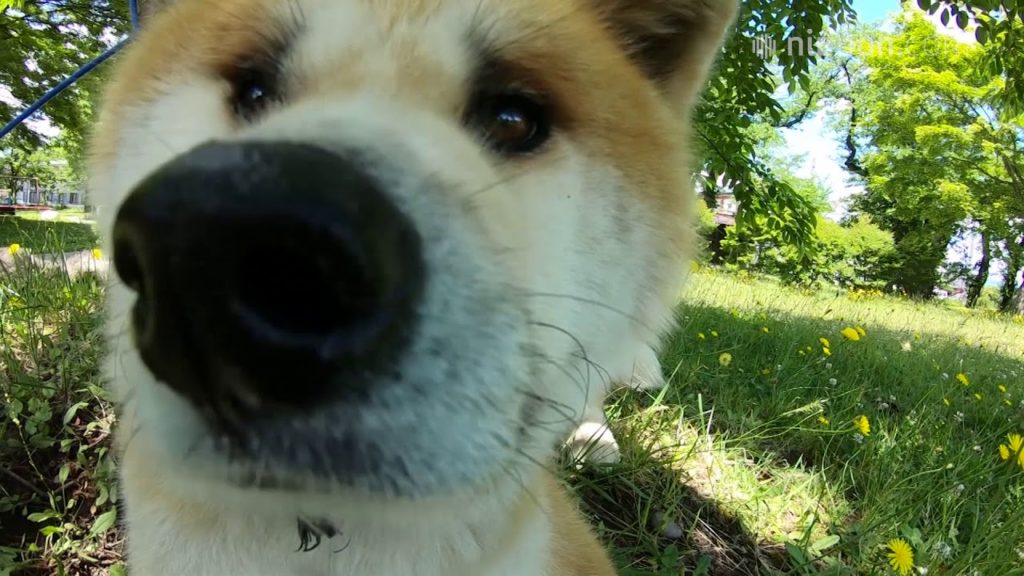 Two Star Akita Dogs Enjoy Their Daily Visit to the Park | Nippon.com: Japan in Video Two Star Akita Dogs Enjoy Their Daily Visit to the Park | Nippon.com: Japan in Video