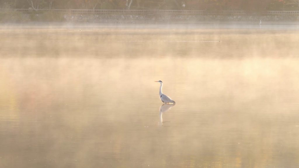 Japan 1 Minute Travel Kyoto Autumn