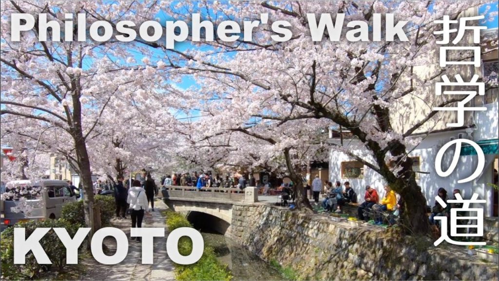 Kyoto, Philosopher’s Walk (哲学の道) Walking in Cherry Blossom Season [4K] POV