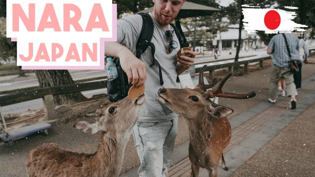 Japanese Famous Bowing Deer in Nara Japanese Famous Bowing Deer in Nara
