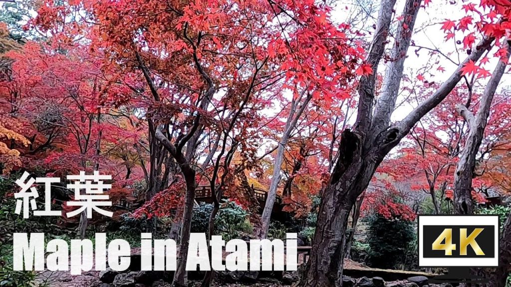 Japanese Maple Garden in Atami Baien (Plum Garden) 熱海梅園　もみじまつりが終わった後