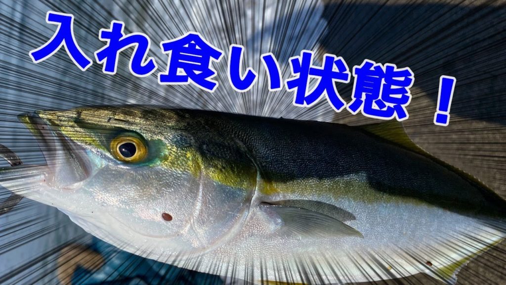 【サーフでフクラギが入れ食い状態に！　石川県、能登で青物釣り】