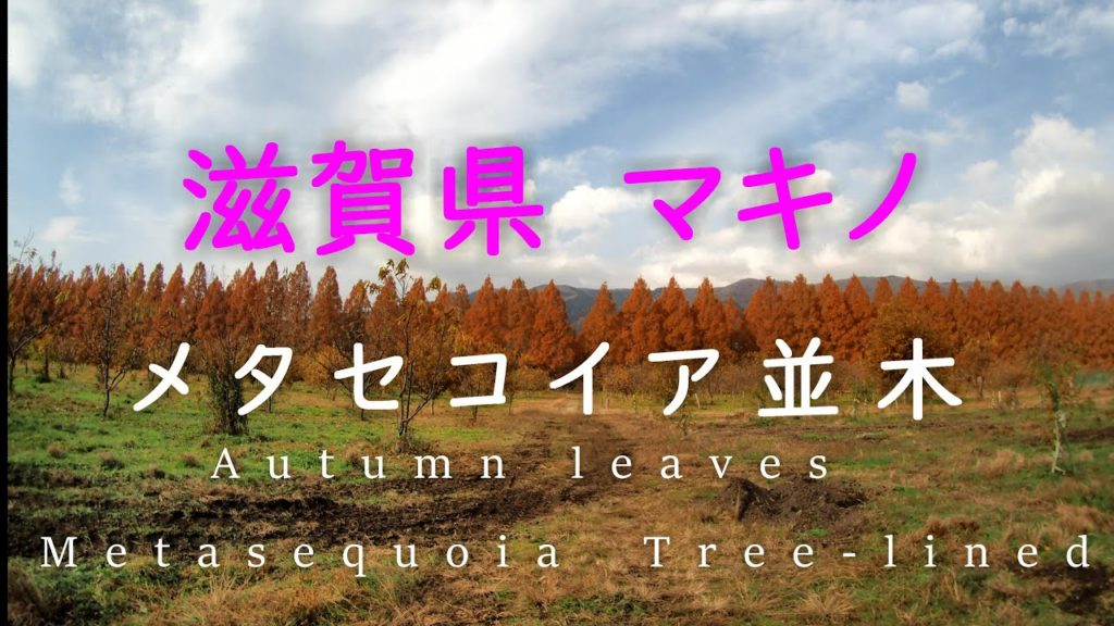 4K【滋賀県マキノ 紅葉のメタセコイア並木を散歩2020】バツイチ50代 日帰りひとり電車旅/Autumn leaves of Metasequoia trees/timelapse 4K【滋賀県マキノ 紅葉のメタセコイア並木を散歩2020】バツイチ50代 日帰りひとり電車旅/Autumn leaves of Metasequoia trees/timelapse
