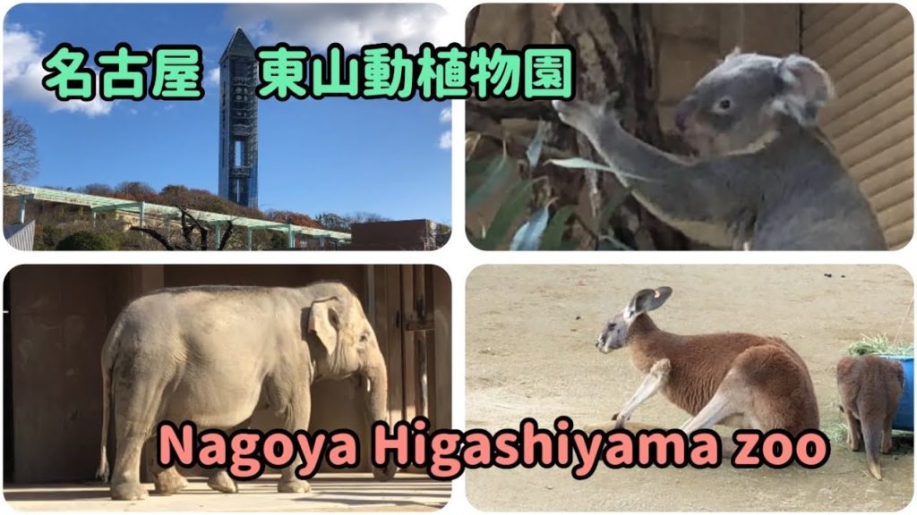 [vlog]なごやさんぽ　名古屋市東山動物園　Higashiyama zoo in Nagoya Aichi Japan