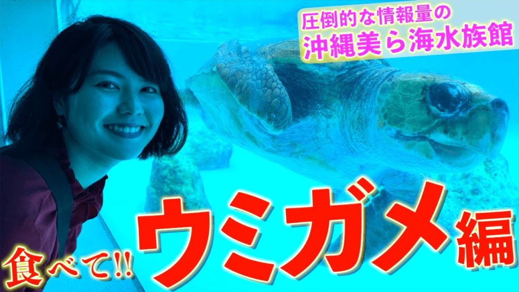 沖縄美ら海水族館でウミガメのエサやりに密着！エサほしいアピールが可愛すぎる！！！〈PR〉【沖縄観光/本部】