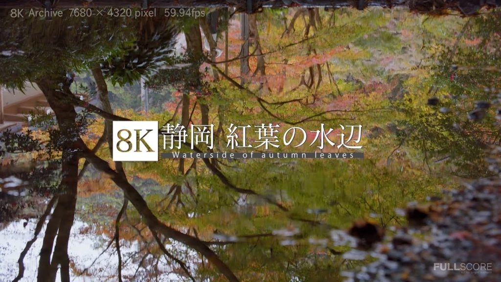 [8K footage] Waterside of autumn leaves【静岡 紅葉の水辺_8K】