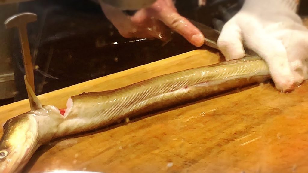 巨大穴子を丸ごと一匹頂く！刺身  炙り  天ぷらー福岡グルメ#125