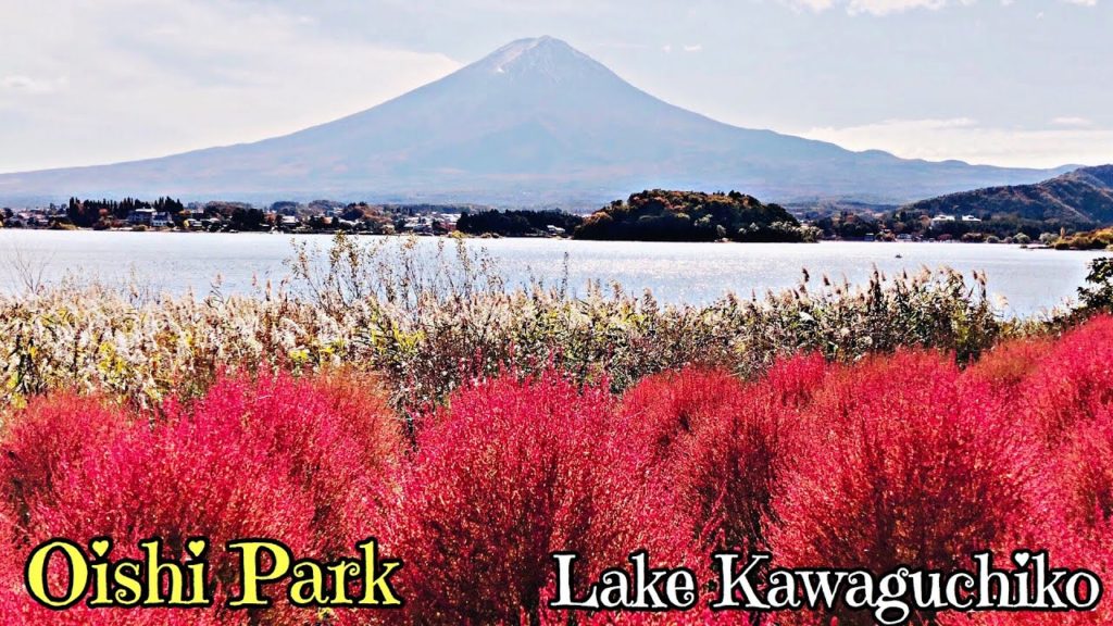 JAPAN TRAVEL Mt.Fuji Lake kawaguchiko oishi park/Autumn Leaves