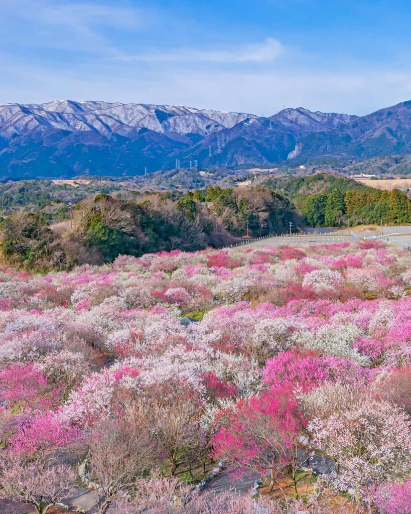 Japan Travel: Three days into the New Year, and we’re already finding ourselves dreaming of sp… Three days into the New Year, and we're already finding ourselves dreaming of sp...