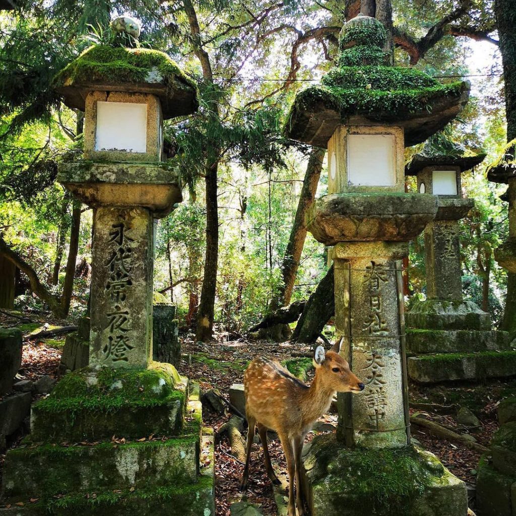The beloved Kasuga Taisha Shrine was built in 768 and is a World Heritage site i...