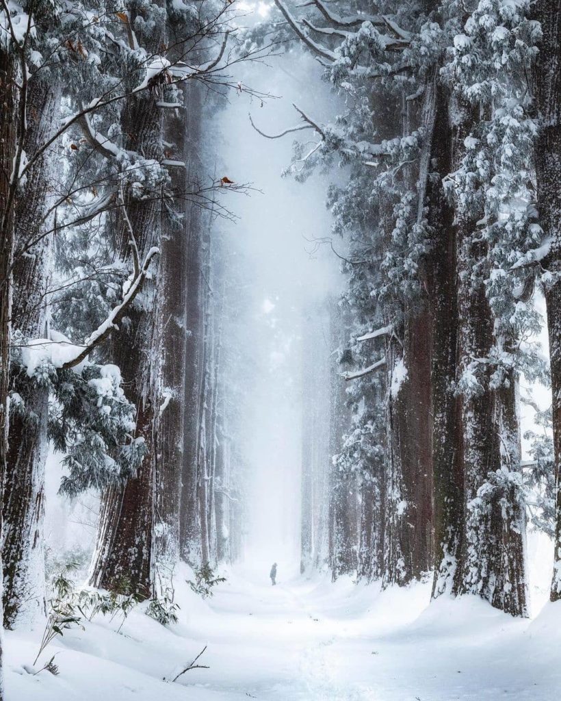 WOAH! To truly appreciate the scale of these cryptomeria trees, just take a look...