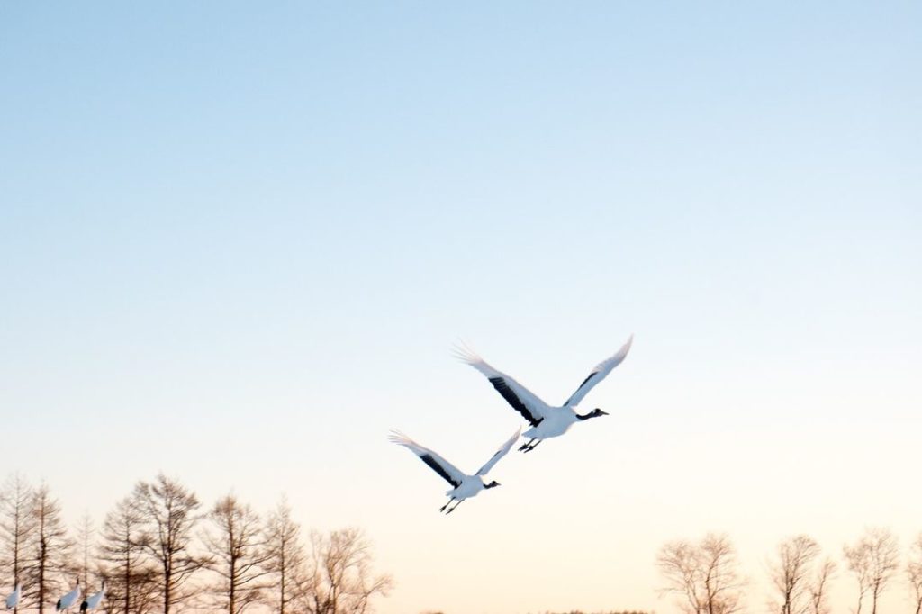 Japan Airline: .
Cranes fly with such grace across the sky.
I wonder what sights they get to se… .
Cranes fly with such grace across the sky.
I wonder what sights they get to se...