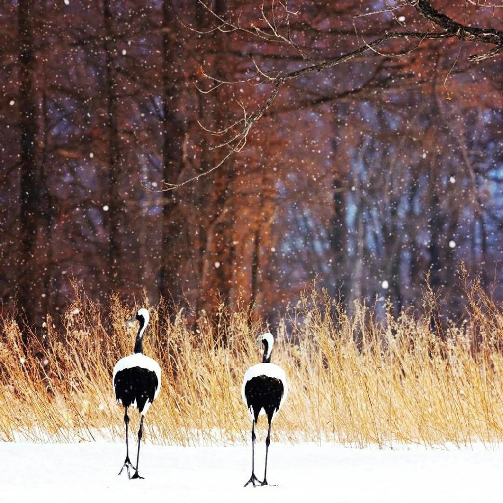 Every winter between November and March, Eastern Hokkaido is home to a mesmorisi...