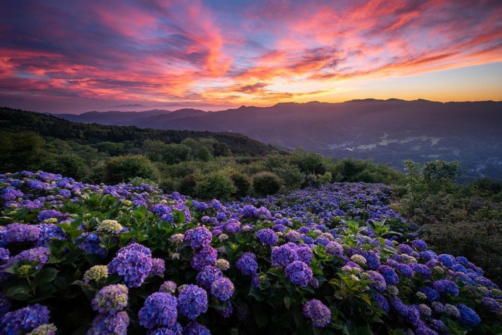 During the early summer months, Minoyama Park’s mountain slope is covered with o...