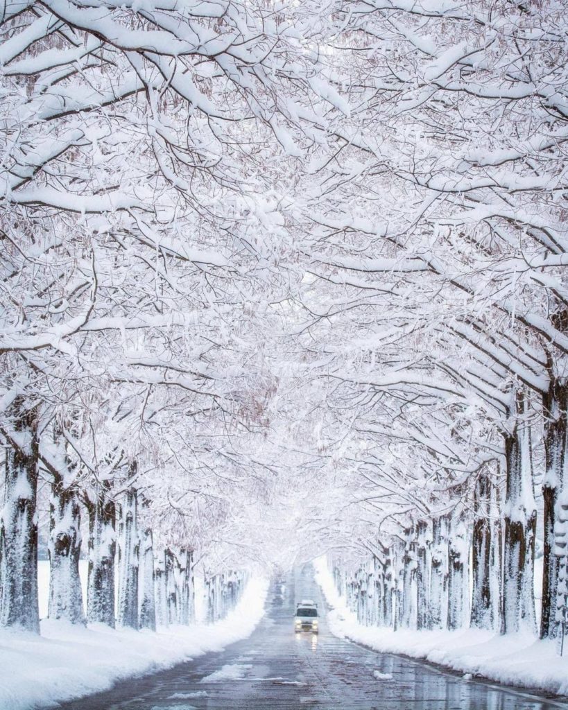 Visit Japan: What an incredible view to drive through!  About 500 dawn metasequoia trees line… What an incredible view to drive through!  About 500 dawn metasequoia trees line...
