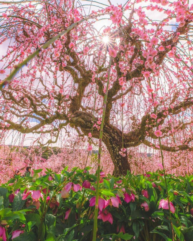 Japan Travel: One of the biggest drawcards to Japan in spring are the beautiful cherry blossom… One of the biggest drawcards to Japan in spring are the beautiful cherry blossom...