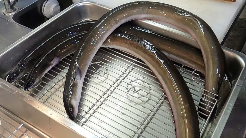 Amazing Super Fast Cutting And Slicing Knife Skills | Live Eel Fillet for Grilled Eel  Barbecue
