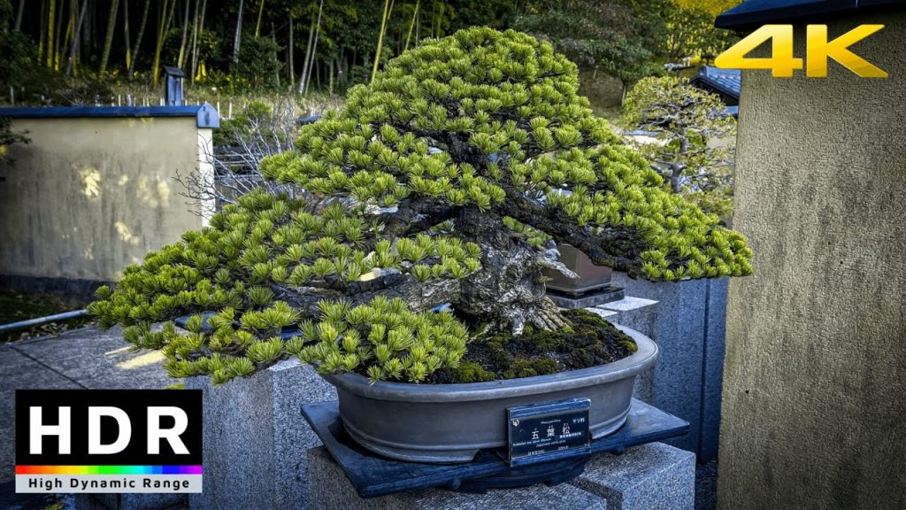 【4K HDR】Japanese Bonsai Tree Exhibit Virtual Tour (盆栽苑) Showa Kinen Koen 2020 【4K HDR】Japanese Bonsai Tree Exhibit Virtual Tour (盆栽苑) Showa Kinen Koen 2020