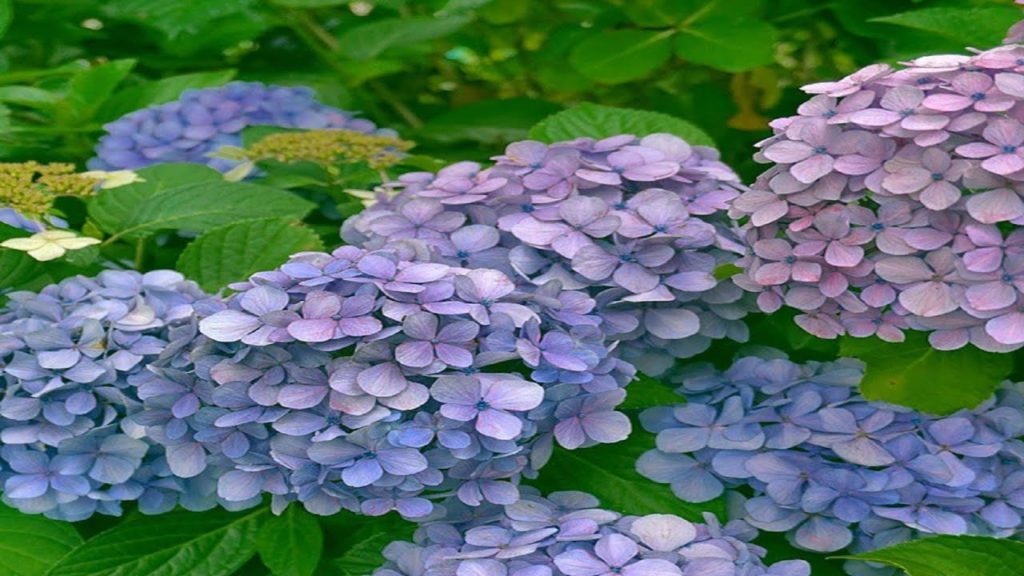 Hydrangeas In Japan - AndyJapandy S01-E103