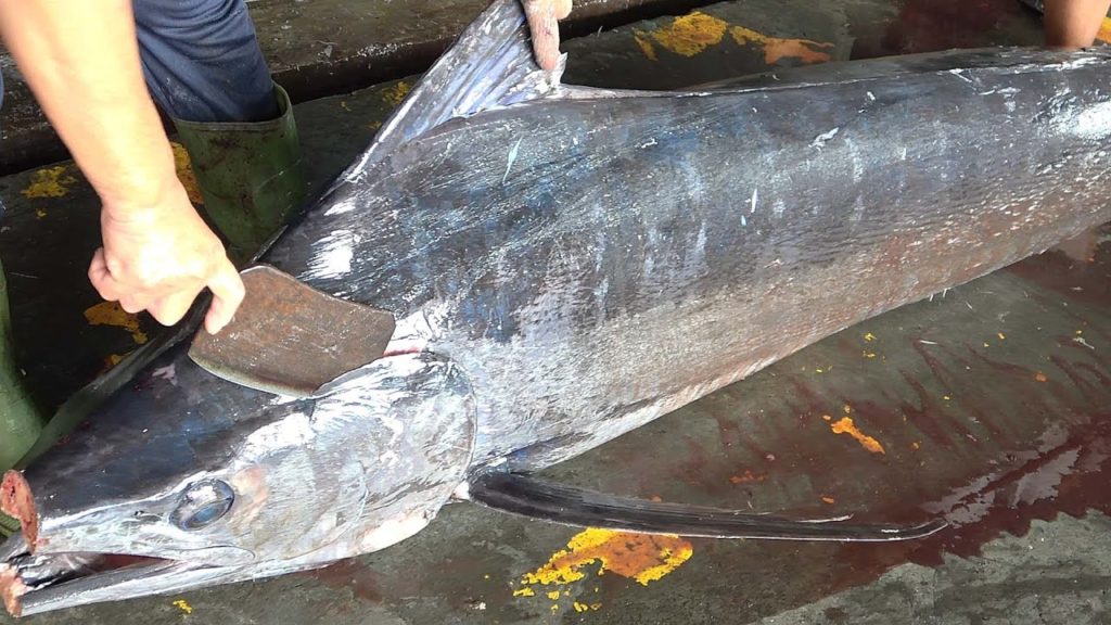 Amazing Giant marlin fish cutting - Fish cutting skills