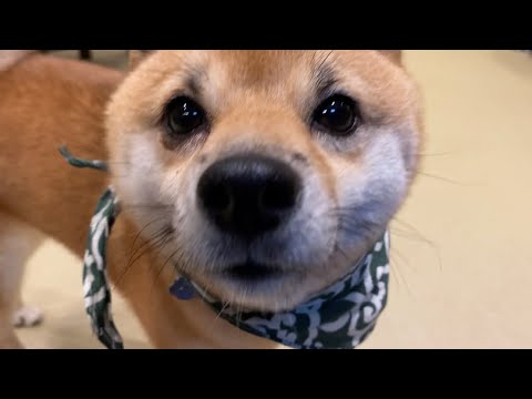 おもしろ犬 Alo Japan