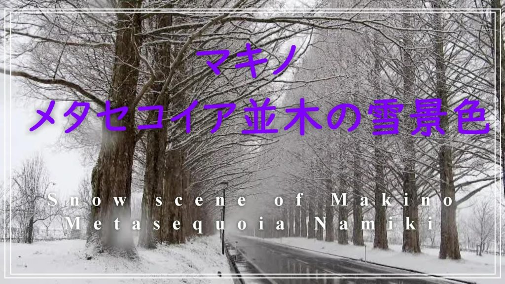 4K【滋賀県高島市マキノ メタセコイア並木の雪景色】バツイチ50代　ひとり電車旅/Snow scene  of Metasequoia Tree-Lined