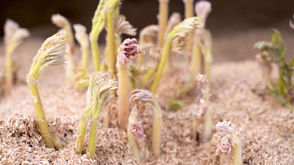 【Life in Akita】Mountain Vegetables | UDO (Aralia cordata)