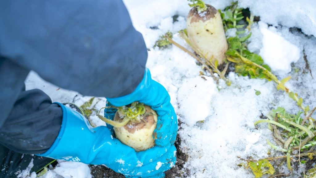 【Life in Akita】Snow Vegetable | Japanese Radish
