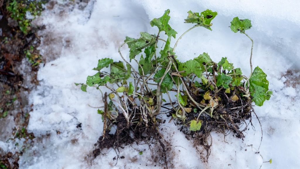 【Life in Akita】Mountain Vegetables | Snow Wasabi (Japanese horseradish)