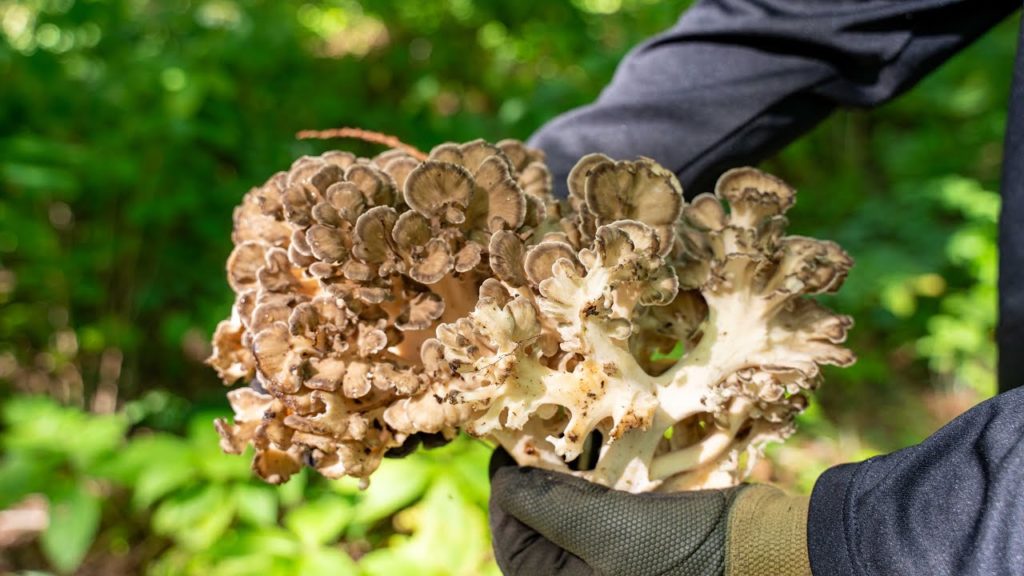 【Life in Akita】Mountain Vegetables | High-class Japanese food natural MAITAKE mushroom