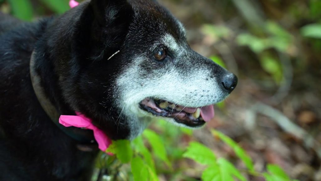 【Life in Akita】Mountain Vegetables | "Mizu" wild vegetable have tasty hump