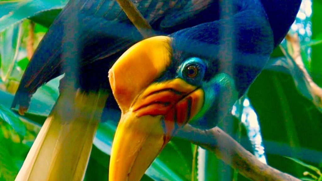 Tropical Birds Park Virtual Tour | Bali Indonesia