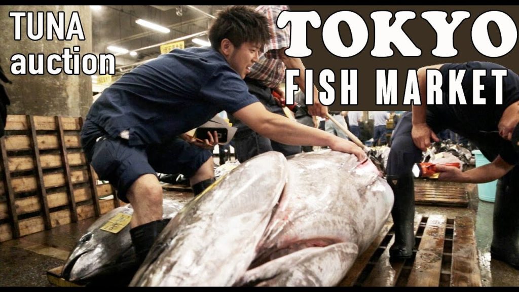 TSUKIJI Tokyo Fish Market 🐟 Tuna auction in Japan - 300 kg Tuna / Asta dei tonni in Giappone