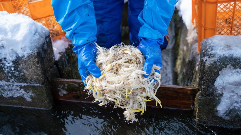 【Life in Akita】Snow Vegetable | Baby Shoots of Chive 【Life in Akita】Snow Vegetable | Baby Shoots of Chive