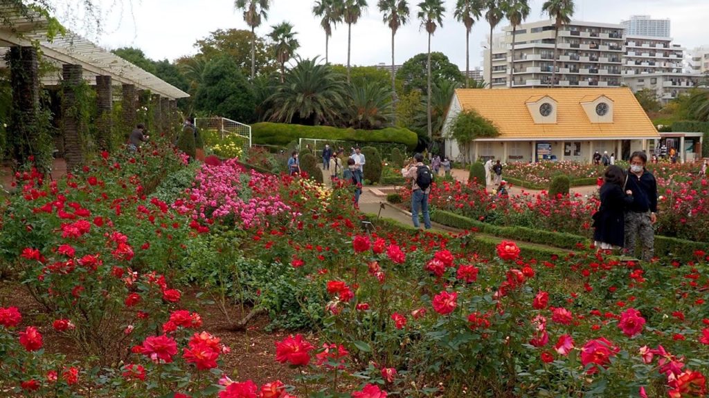 CHIBA.Yatsu Rose Garden 2020 Autumn.#4K #谷津バラ園