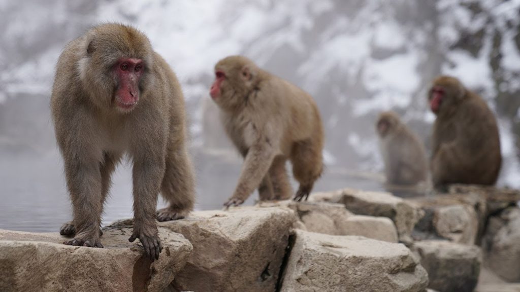Snow Monkey Park, Nagano, Japan