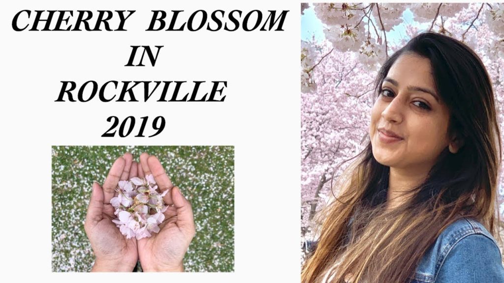 CHERRY BLOSSOMS IN MARYLAND |   আমেরিকাতে বসন্ত উৎসব | Japanese Sakura of Kyoto Japan