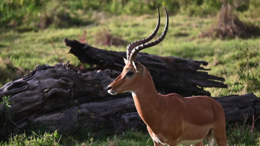 Christmas Trip to Lake Nakuru and Lake Elementaita! Christmas Trip to Lake Nakuru and Lake Elementaita!