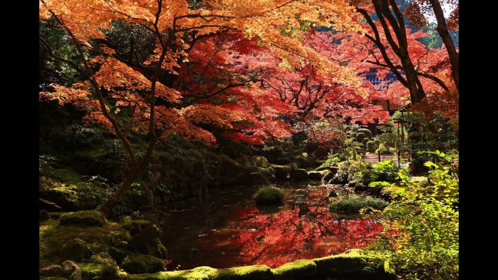 JG☆☆☆☆☆8K HDR 滋賀 湖東三山 金剛輪寺の紅葉をゆっくり味わう(名勝国宝) Shiga, Kongorinji in Autumn(Nat.Treasure/Scenic Beauty)