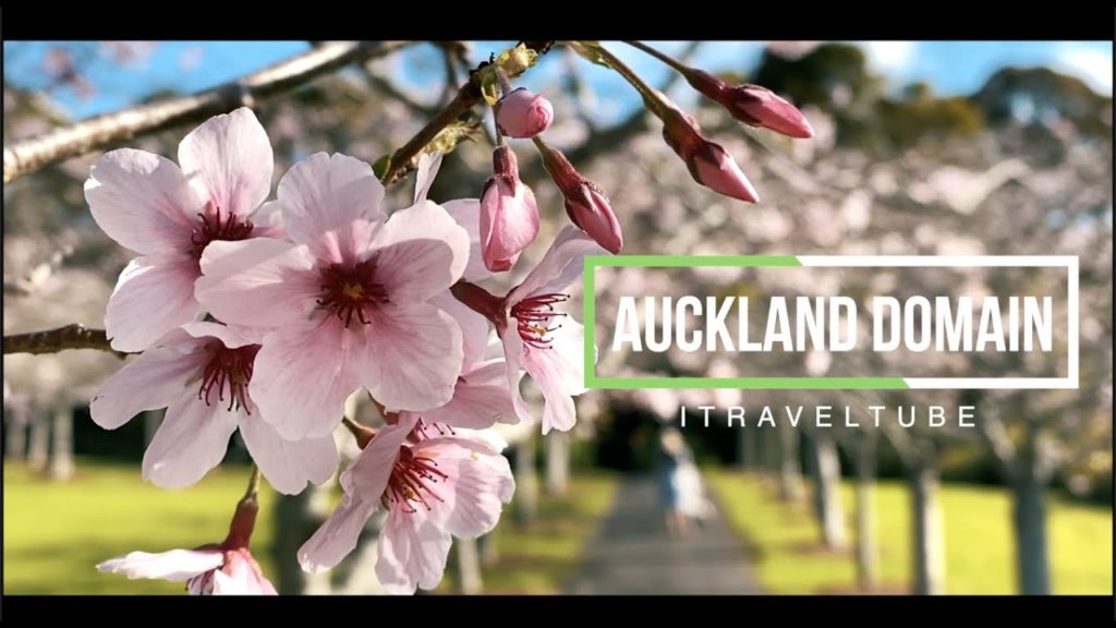 Cherry Blossoms in Auckland Domain 2020 | Auckland's Best Flower Walks Cherry Blossoms in Auckland Domain 2020 | Auckland's Best Flower Walks