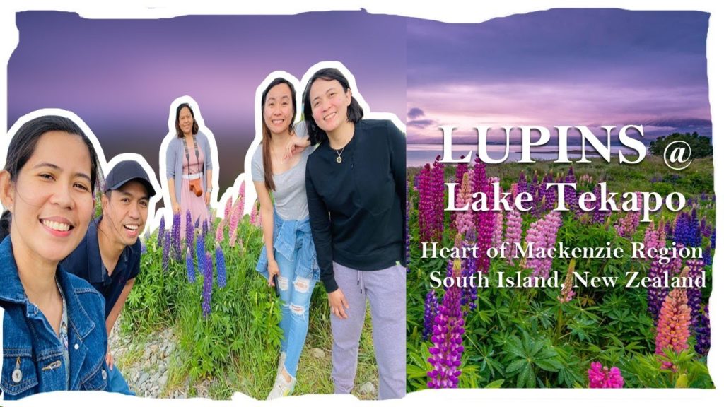 Lupins at Lake Tekapo - a must visit before summer ends | New Zealand