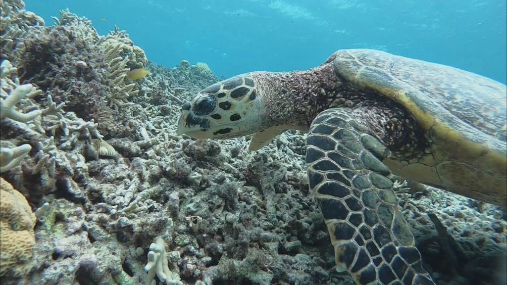 慶良間諸島ー渡嘉敷、座間味シュノーケリング Snorkeling in Okinawa Kerama