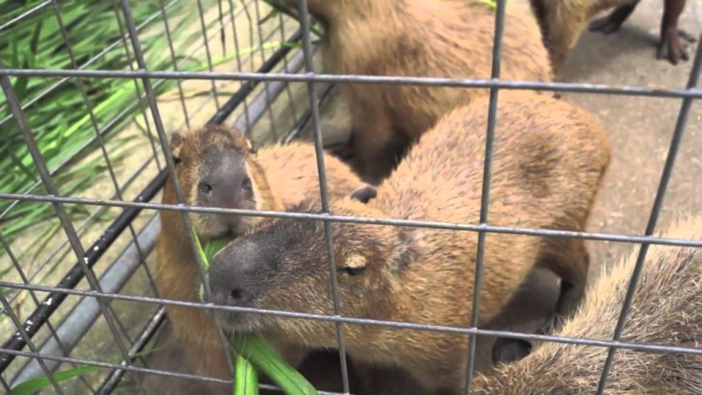 Neo Park Okinawa, Japan - Walk With The Animals