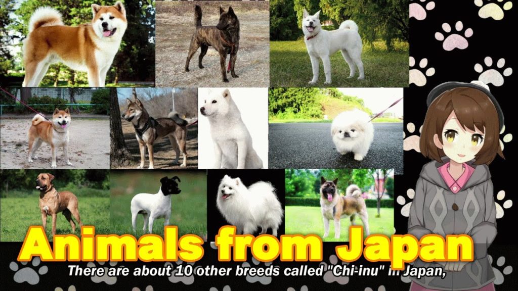 JAPAN  Animals in Japan