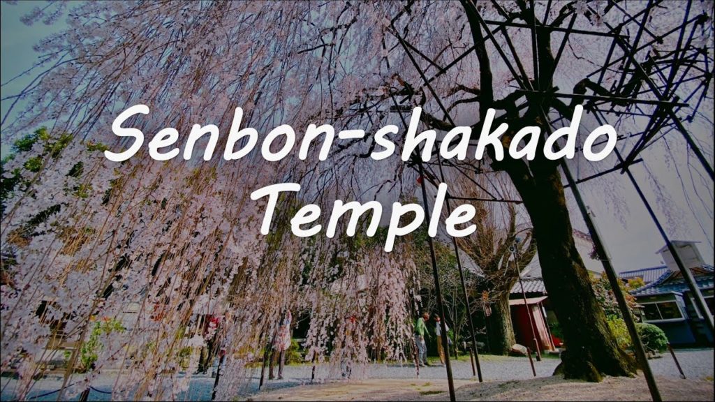 Kyoto’s Best Cherry Blossoms at Senbon-shakado Temple