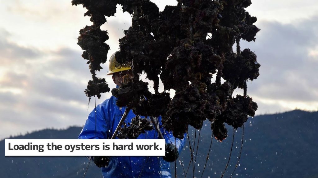Enjoy an amazing oyster harvest in the early morning | Hiroshima Experience