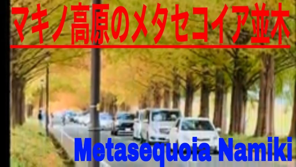 Metasequoia Namiki in Shiga,Japan / マキノ高原のメタセコイア並木 Metasequoia Namiki in Shiga,Japan / マキノ高原のメタセコイア並木