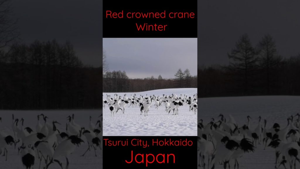 #Shorts : Red Crowned Crane at Tsurui City, Kushori, Hokkaido, Japan | Nature Center, Feeding time